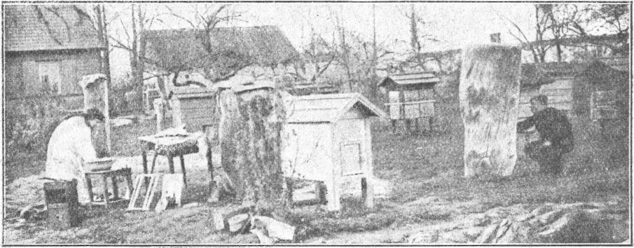 An old photograph of a Polish apiary with log and Warsaw hives.
