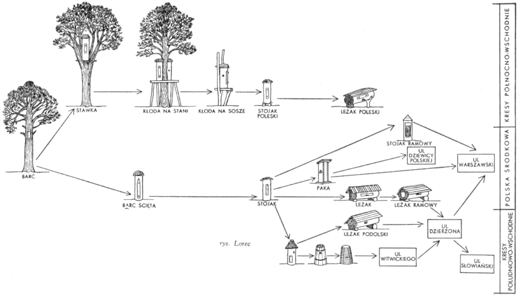 Diagram showing the evolution of beehives in Poland from tree hives to the Warsaw hive